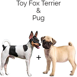 Toy Poxer Dog